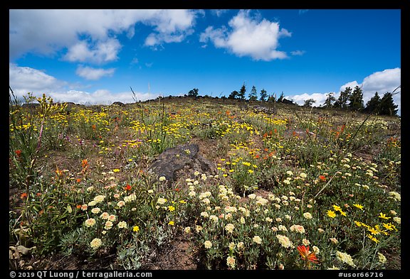 Wildflower carpet on hillside. Cascade Siskiyou National Monument, Oregon, USA (color)