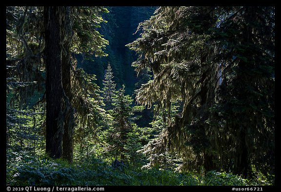 Backlit lush forest near Grizzly Peak. Cascade Siskiyou National Monument, Oregon, USA
