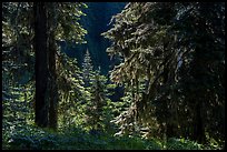 Backlit lush forest near Grizzly Peak. Cascade Siskiyou National Monument, Oregon, USA ( color)