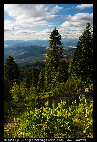 Corn Lilly and view near Grizzly Peak. Cascade Siskiyou National Monument, Oregon, USA