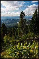 Corn Lilly and view near Grizzly Peak. Cascade Siskiyou National Monument, Oregon, USA ( color)