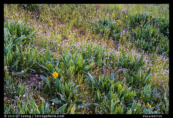 Detail of wildflower meadow near Grizzly Peak. Cascade Siskiyou National Monument, Oregon, USA (color)