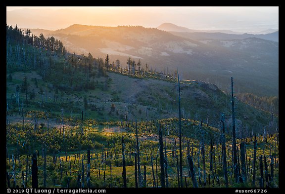 Burned forest near Grizzly Peak. Cascade Siskiyou National Monument, Oregon, USA (color)