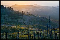Burned forest near Grizzly Peak. Cascade Siskiyou National Monument, Oregon, USA ( color)