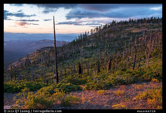 Hillside with burned trees, Grizzly Peak. Cascade Siskiyou National Monument, Oregon, USA