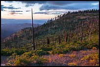 Hillside with burned trees, Grizzly Peak. Cascade Siskiyou National Monument, Oregon, USA ( color)