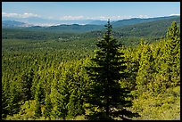Fir in shadow and mixed conifer forest, Surveyor Mountains. Cascade Siskiyou National Monument, Oregon, USA ( color)