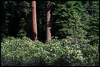 Shrubs in bloom and tree trunks, Surveyor Mountains. Cascade Siskiyou National Monument, Oregon, USA ( color)