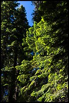 Looking up pine trees with light green needles, Surveyor Mountains. Cascade Siskiyou National Monument, Oregon, USA ( color)