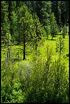 Ponderosa Pines in meadow. Cascade Siskiyou National Monument, Oregon, USA ( color)