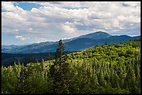 Mixed conifer forest near Mt Ashland. Cascade Siskiyou National Monument, Oregon, USA ( color)