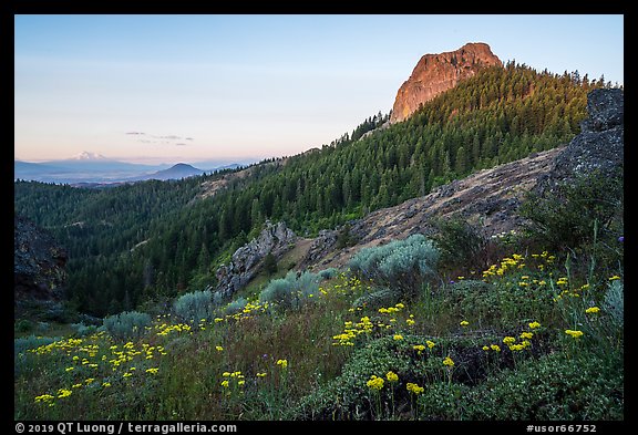 Wildflowers at the Saddle, Pilot Rock, Mt Shasta, sunrise. Cascade Siskiyou National Monument, Oregon, USA