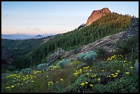Wildflowers at the Saddle, Pilot Rock, Mt Shasta, sunrise. Cascade Siskiyou National Monument, Oregon, USA ( color)