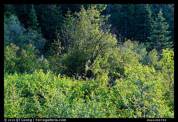 Shurbs in early summer. Cascade Siskiyou National Monument, Oregon, USA (color)