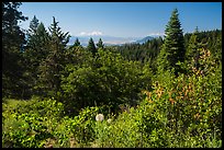 Soda Mountain Wilderness and Mount Shasta. Cascade Siskiyou National Monument, Oregon, USA ( color)