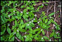 Close up of forest floor with white flowers. Cascade Siskiyou National Monument, Oregon, USA ( color)