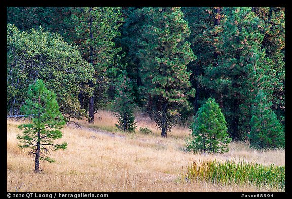 Meadow and conifers, Green Springs Mountain. Cascade Siskiyou National Monument, Oregon, USA (color)