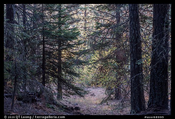 Opening through dark forest, Green Springs Mountain. Cascade Siskiyou National Monument, Oregon, USA