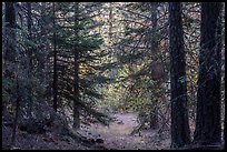 Opening through dark forest, Green Springs Mountain. Cascade Siskiyou National Monument, Oregon, USA ( color)