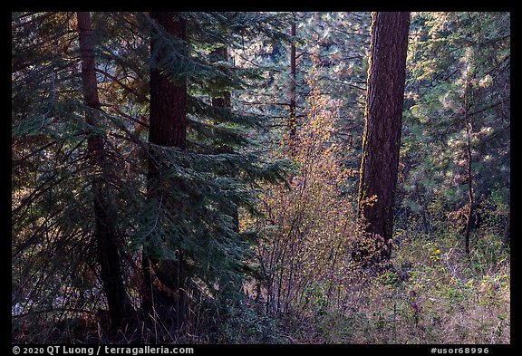 Understory plants with autumn foliage in Douglas fir forest, Green Springs Mountain. Cascade Siskiyou National Monument, Oregon, USA