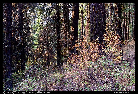 Forest in autumn, Green Springs Mountain. Cascade Siskiyou National Monument, Oregon, USA (color)