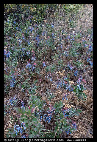 Carpet of Oregon Grapes (Mahonia aquifolium). Cascade Siskiyou National Monument, Oregon, USA (color)