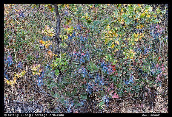 Oregon Grapes in autumn. Cascade Siskiyou National Monument, Oregon, USA