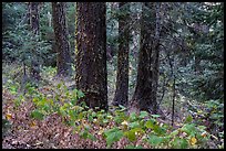 Old growth forest, Green Springs Mountain. Cascade Siskiyou National Monument, Oregon, USA ( color)