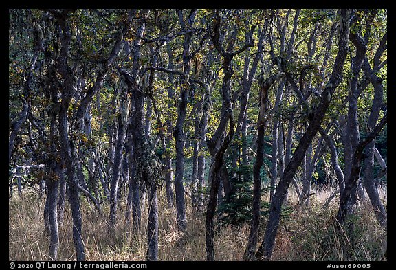 Oak trees, Green Springs Mountain. Cascade Siskiyou National Monument, Oregon, USA