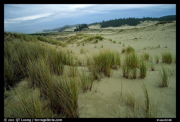 Sand Dunes near Florence. Oregon, USA (color)