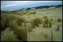 Sand Dunes near Florence. Oregon, USA ( color)