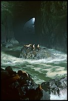 Sea Lions in sea cave. Oregon, USA (color)