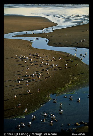 Stream on beach and seabirds, Pistol River State Park. Oregon, USA
