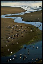 Stream on beach and seabirds, Pistol River State Park. Oregon, USA
