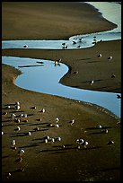 Seabirds and stream on beach. Oregon, USA (color)
