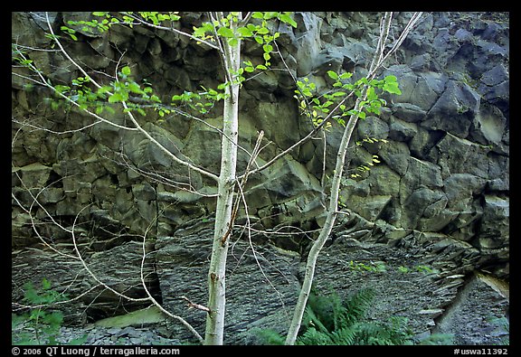 Trees and volcanic boulder. Mount St Helens National Volcanic Monument, Washington (color)