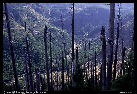 Tree squeletons and valley at the Edge. Mount St Helens National Volcanic Monument, Washington (color)