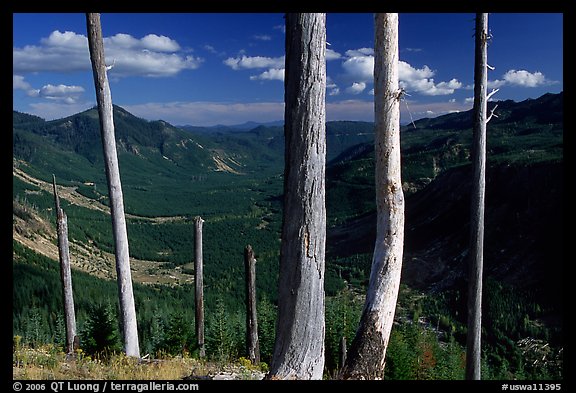 Bare tree trunks at the Edge. Mount St Helens National Volcanic Monument, Washington