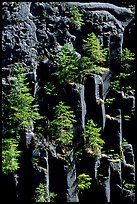 Basalt columns and young pine trees, Lava Canyon. Mount St Helens National Volcanic Monument, Washington