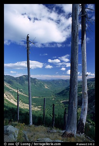 Dead tree trunks at the Edge. Mount St Helens National Volcanic Monument, Washington (color)