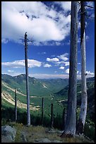 Dead tree trunks at the Edge. Mount St Helens National Volcanic Monument, Washington