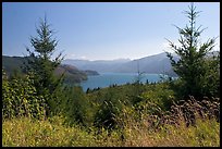 Grasses, trees, and Riffe Lake. Washington ( color)