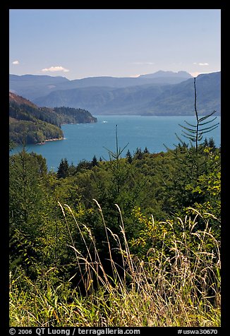 Summer grasses and Riffe Lake. Washington