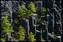 Young pine trees growing on columns of basalt, Lava Canyon. Mount St Helens National Volcanic Monument, Washington ( color)