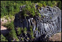 Massive bloc of basalt with young trees growing on top. Mount St Helens National Volcanic Monument, Washington