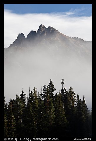 Spruce and mountain above fog. Washington (color)