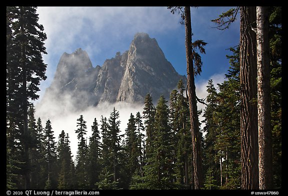 Liberty Bell Mountain framed by spruce trees. Washington