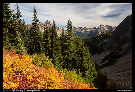 Berry plants, row of fir, and peaks below Easy Pass, Okanogan National Forest. Washington