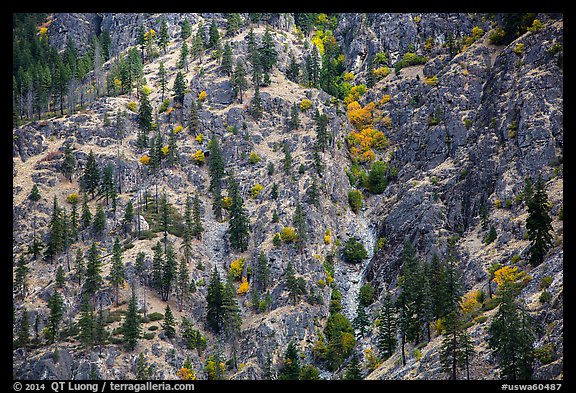 Mix of conifers and deciduous trees in autumn on rocky slopes, Lake Chelan. Washington (color)