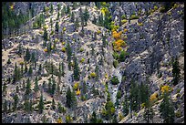 Mix of conifers and deciduous trees in autumn on rocky slopes, Lake Chelan. Washington ( color)